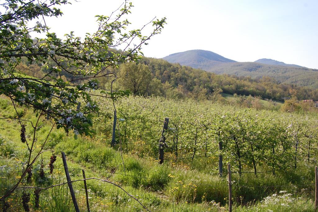 Agriturismo Le Cerinaie Castelnuovo di Val di Cecina Luaran gambar